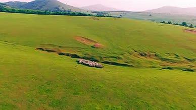 4K草原牧场羊群视频的预览图